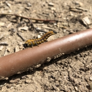 Symphyta (suborder) at Franklin, ACT - 13 Mar 2022