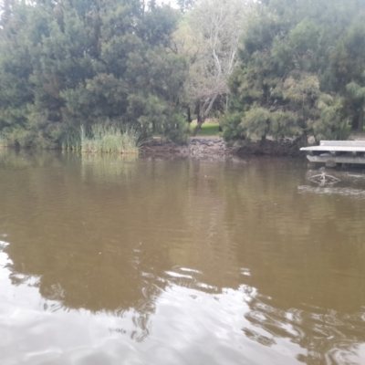 Hydromys chrysogaster (Rakali or Water Rat) at Belconnen, ACT - 13 Mar 2022 by VanceLawrence