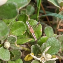 Conocephalus upoluensis (Meadow Katydid) at Watson, ACT - 13 Mar 2022 by AniseStar