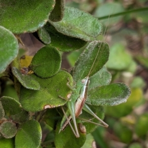 Conocephalus upoluensis at Watson, ACT - 13 Mar 2022