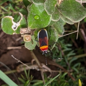 Dindymus versicolor at Watson, ACT - 13 Mar 2022