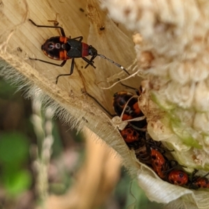 Dindymus versicolor at Watson, ACT - suppressed