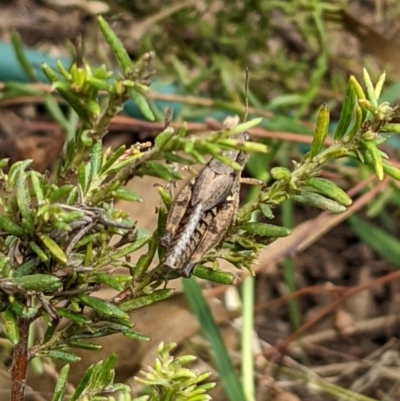 Phaulacridium vittatum (Wingless Grasshopper) at Watson, ACT - 13 Mar 2022 by AniseStar