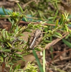 Phaulacridium vittatum (Wingless Grasshopper) at Watson, ACT - 13 Mar 2022 by AniseStar