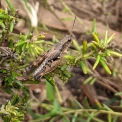 Phaulacridium vittatum at Watson, ACT - 13 Mar 2022