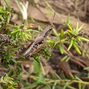 Phaulacridium vittatum at Watson, ACT - 13 Mar 2022