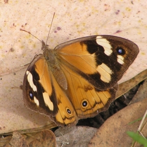 Heteronympha merope at Stromlo, ACT - 13 Mar 2022