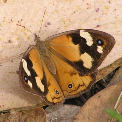 Heteronympha merope (Common Brown Butterfly) at Block 402 - 12 Mar 2022 by MatthewFrawley
