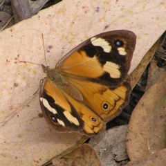 Heteronympha merope at Stromlo, ACT - 13 Mar 2022