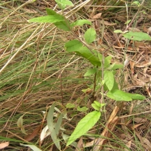 Olearia argophylla at Stromlo, ACT - 13 Mar 2022