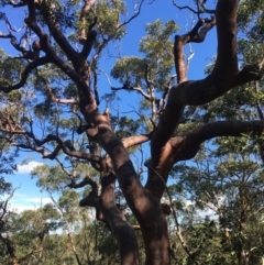 Angophora costata (Rusty Gum, Smooth-barked Apple) at Faulconbridge, NSW - 4 May 2020 by PatrickCampbell