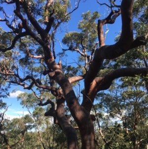 Angophora costata at Faulconbridge, NSW - suppressed