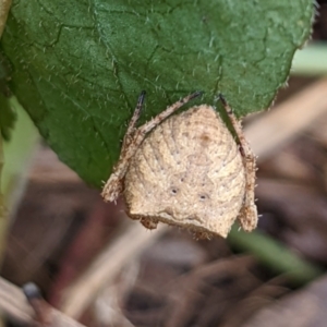 Araneus sp. (genus) at Watson, ACT - 13 Mar 2022