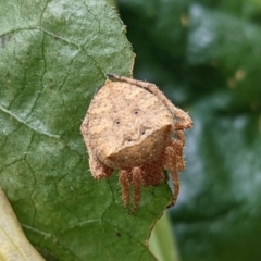 Araneus sp. (genus) at Watson, ACT - 13 Mar 2022