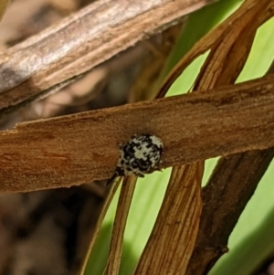 Mogulones larvatus at Watson, ACT - suppressed