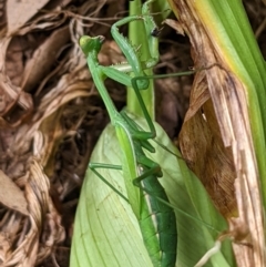 Pseudomantis albofimbriata (False garden mantis) at Watson, ACT - 13 Mar 2022 by AniseStar
