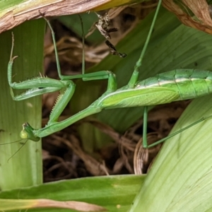 Pseudomantis albofimbriata at Watson, ACT - 13 Mar 2022