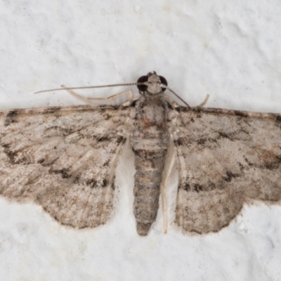 Chloroclystis insigillata (Chloroclystis insigillata) at Melba, ACT - 12 Jan 2022 by kasiaaus