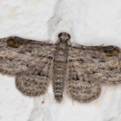 Chloroclystis insigillata (Chloroclystis insigillata) at Melba, ACT - 12 Jan 2022 by kasiaaus