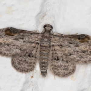 Chloroclystis insigillata at Melba, ACT - 12 Jan 2022