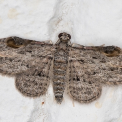 Chloroclystis insigillata (Chloroclystis insigillata) at Melba, ACT - 12 Jan 2022 by kasiaaus