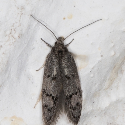 Heterozyga coppatias (A concealer moth) at Melba, ACT - 12 Jan 2022 by kasiaaus
