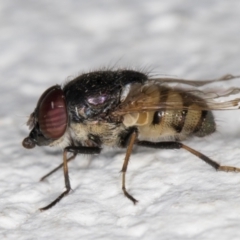 Unidentified True fly (Diptera) (TBC) at Melba, ACT - 12 Jan 2022 by kasiaaus