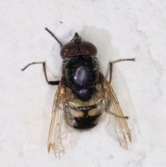 Stomorhina discolor at Melba, ACT - 12 Jan 2022