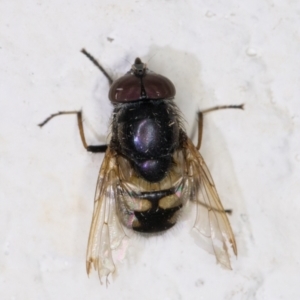 Stomorhina discolor at Melba, ACT - 12 Jan 2022