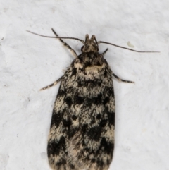 Barea codrella (A concealer moth) at Melba, ACT - 12 Jan 2022 by kasiaaus
