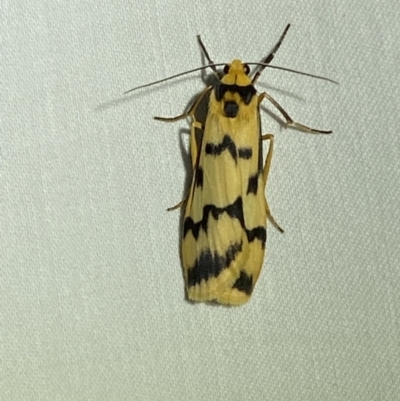 Tigrioides alterna (Alternating Footman) at Numeralla, NSW - 12 Mar 2022 by Steve_Bok