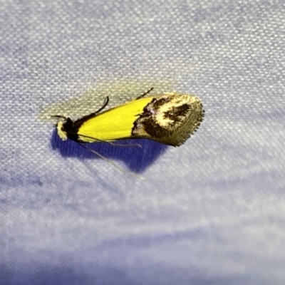Edosa xystidophora (Tineid moth) at Numeralla, NSW - 12 Mar 2022 by Steve_Bok