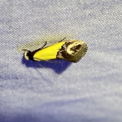 Edosa xystidophora (Tineid moth) at Numeralla, NSW - 13 Mar 2022 by SteveBorkowskis