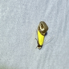 Edosa xystidophora at Numeralla, NSW - 13 Mar 2022