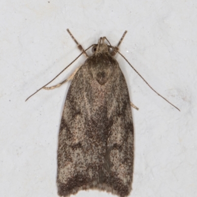 Garrha (genus) (A concealer moth) at Melba, ACT - 12 Jan 2022 by kasiaaus