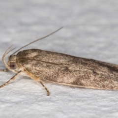 Garrha (genus) at Melba, ACT - 13 Jan 2022 12:46 AM