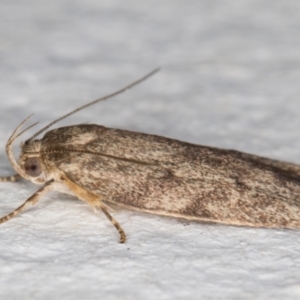 Garrha (genus) at Melba, ACT - 13 Jan 2022 12:46 AM