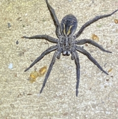 Tasmanicosa sp. (genus) (Tasmanicosa wolf spider) at Numeralla, NSW - 12 Mar 2022 by SteveBorkowskis