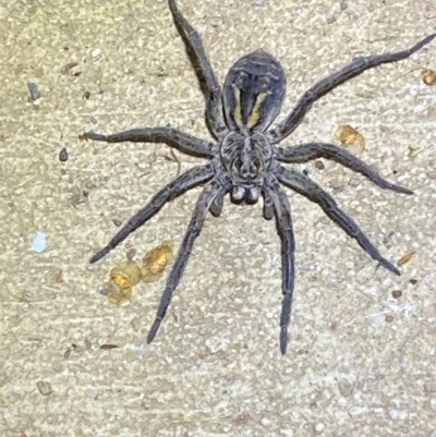 Tasmanicosa sp. (genus) (Unidentified Tasmanicosa wolf spider) at Numeralla, NSW - 12 Mar 2022 by Steve_Bok