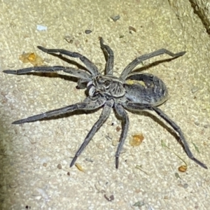 Tasmanicosa sp. (genus) at Numeralla, NSW - 12 Mar 2022