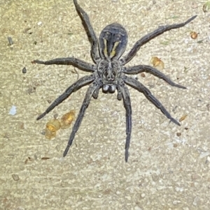 Tasmanicosa sp. (genus) at Numeralla, NSW - 12 Mar 2022