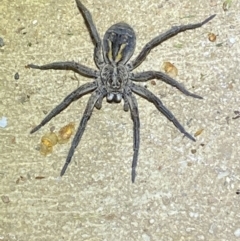 Tasmanicosa sp. (genus) at Numeralla, NSW - 12 Mar 2022