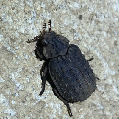 Omorgus australasiae (Hide beetle) at Numeralla, NSW - 12 Mar 2022 by SteveBorkowskis