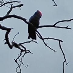 Callocephalon fimbriatum (Gang-gang Cockatoo) at O'Malley, ACT - 13 Mar 2022 by Mike