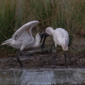 Platalea regia at Fyshwick, ACT - 13 Mar 2022