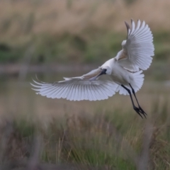 Platalea regia at Fyshwick, ACT - 13 Mar 2022