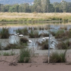 Platalea regia at Fyshwick, ACT - 13 Mar 2022 08:32 AM