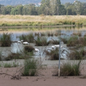 Platalea regia at Fyshwick, ACT - 13 Mar 2022