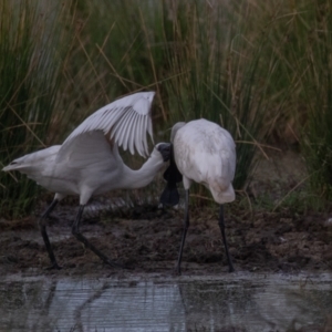 Platalea regia at Fyshwick, ACT - 13 Mar 2022 08:32 AM