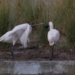 Platalea regia at Fyshwick, ACT - 13 Mar 2022 08:32 AM